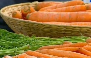 Морковь – польза и вред