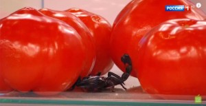 Свежие помидоры: польза и вред для организма фото